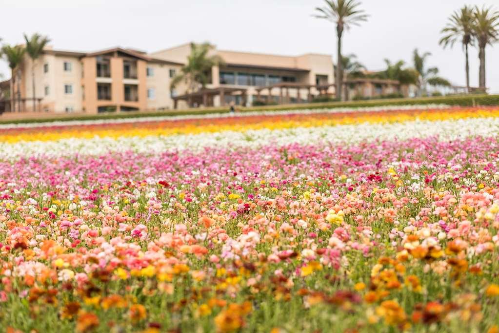 Grand Pacific Palisades Resort Carlsbad Luaran gambar